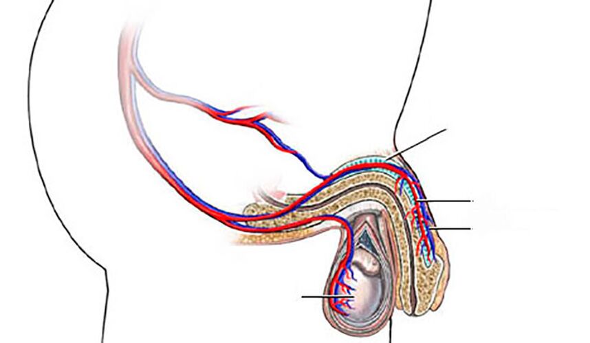 estrutura do pênis