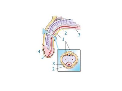 estrutura do pênis